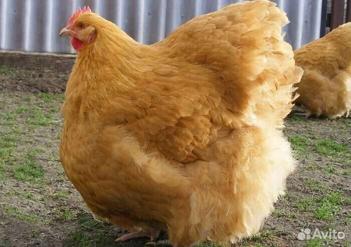 Яйцо инкубационное Орпингтон