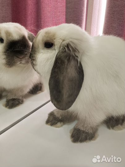 Кролик минилоп