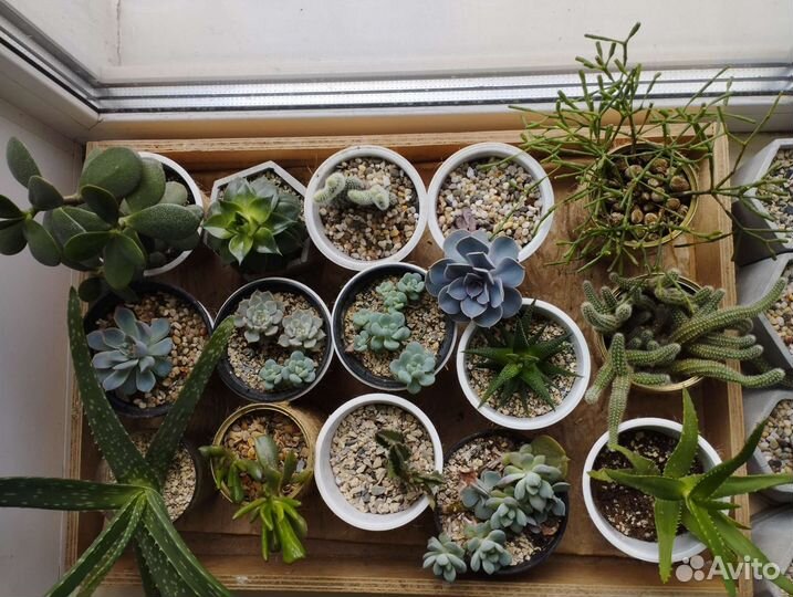 Кактусы и суккуленты