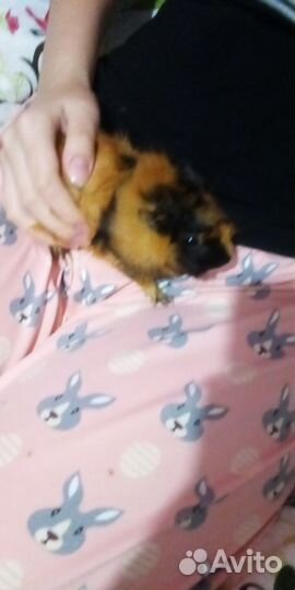 Морская свинка