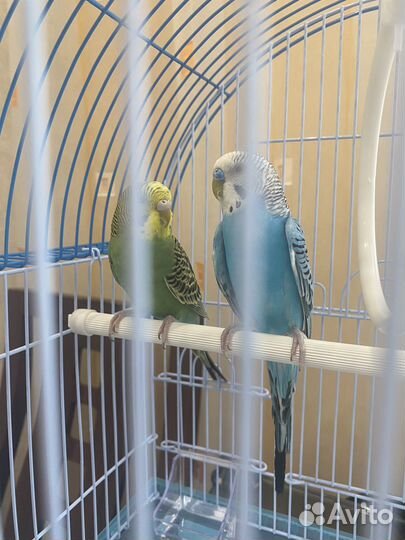 Волнистый попугай