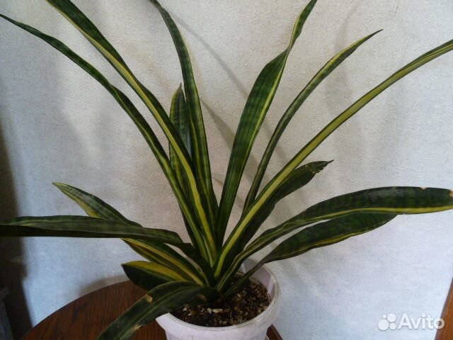 Сансевиерии и редкие домашние растения