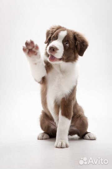 Модели овчарки для фотосессии или рекламы