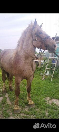 Продам жеребца