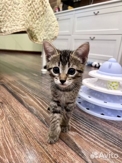 Маленькая Ева в поисках хорошего дома