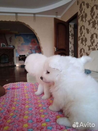 Щенки самой красивой в мире собаки самоеда