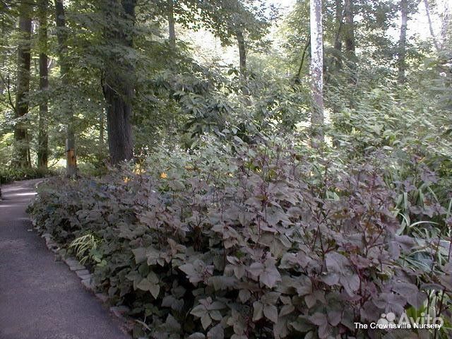 Редкие садовые растения