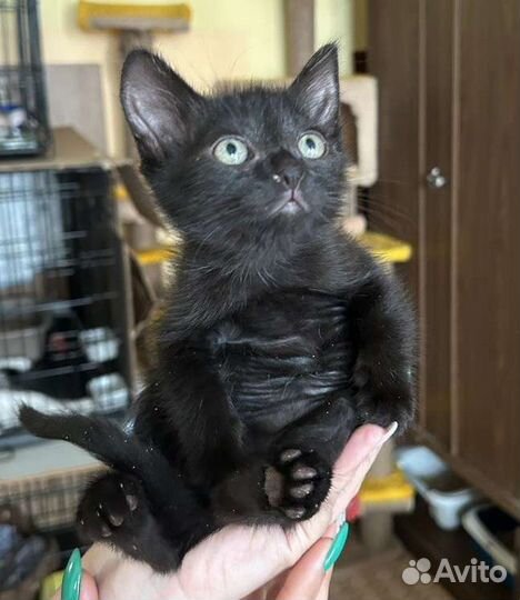 Черный маленький котёнок мальчик