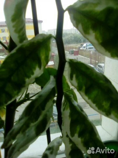 Цветы разные