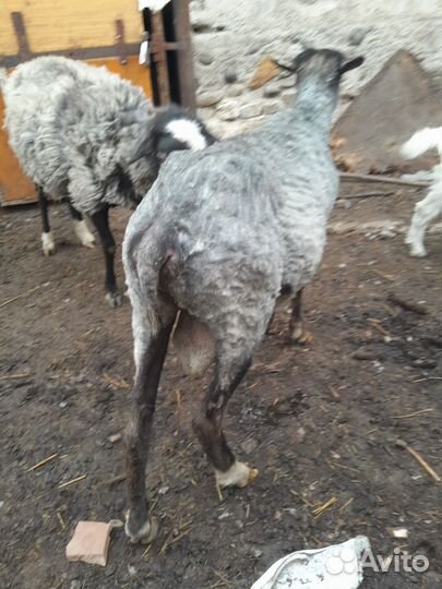 Козы дойные