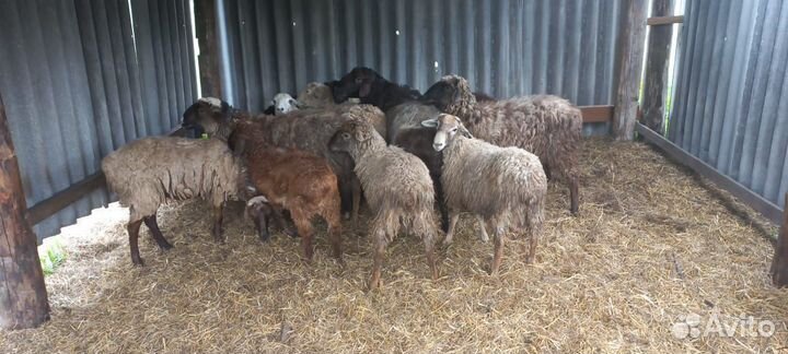 Овцы бараны