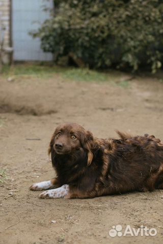 Низкорослая собака