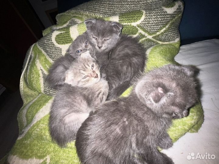 Кошка в дар бесплатно