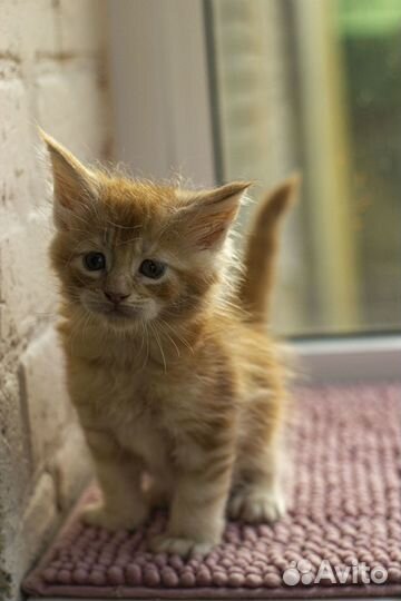 Котята мейн-кун мальчики