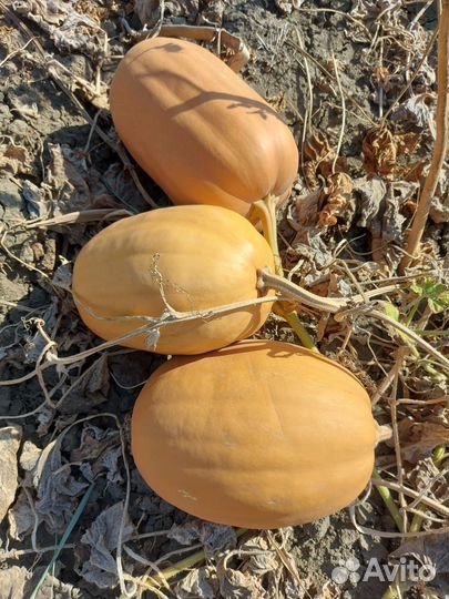 Тыква оптом