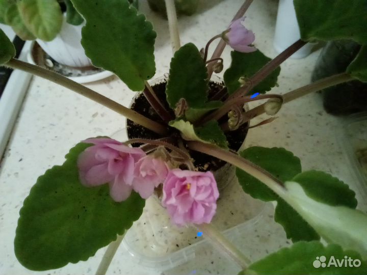 Продам цветы комнатные