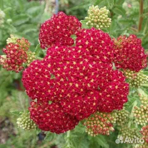 Тысячелистник обыкновенный Red Velvet, объём горшк