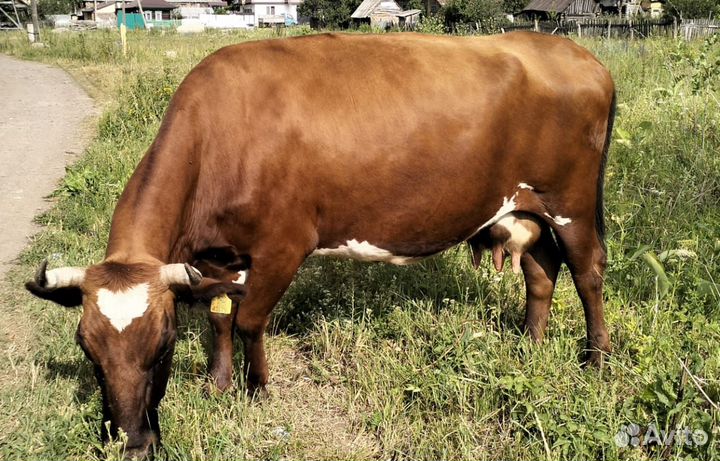 Продам корову