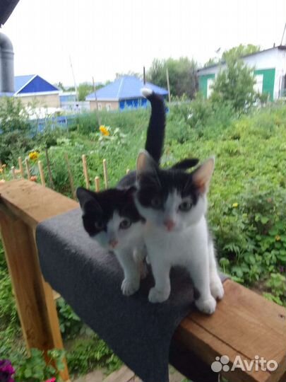 Котята в дар