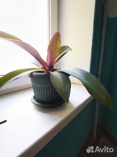 Рэо с горшком #2