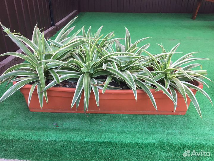 Панданус Хлорофитум