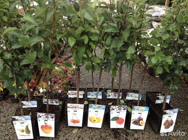 Сажанцы яблок груши абрикос сморода жимолость и др
