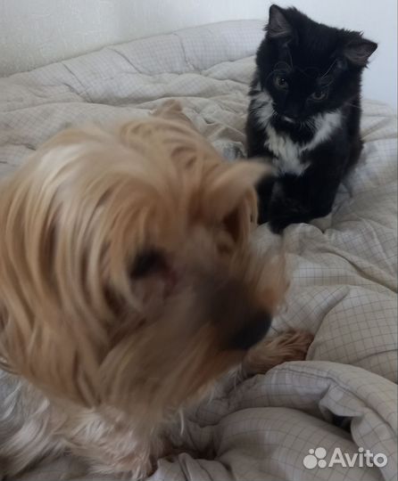 Индивидуальная передержка кошек