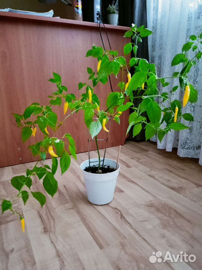 Перец острый лимонный