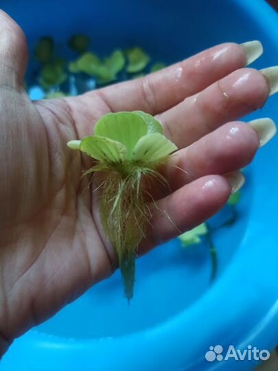 Пистия, порядка 40 кустиковй