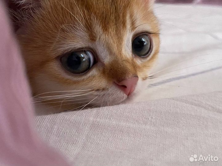 Котенок