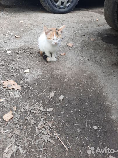 Котята в опасности