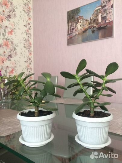 Денежное дерево