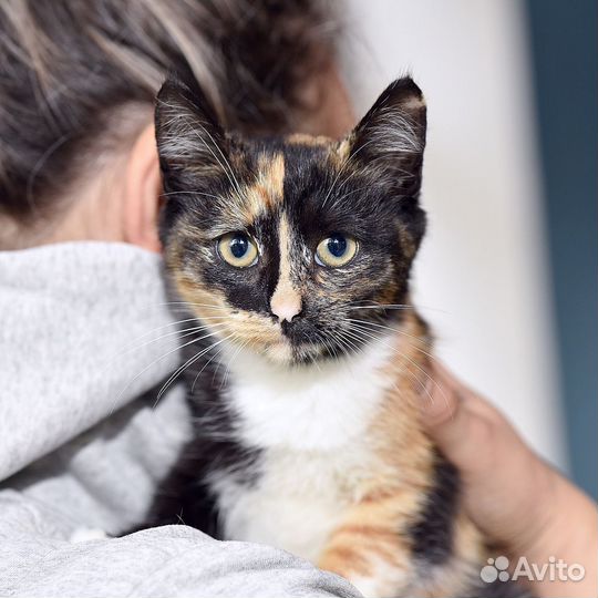 Котенок. Принцесса Роми