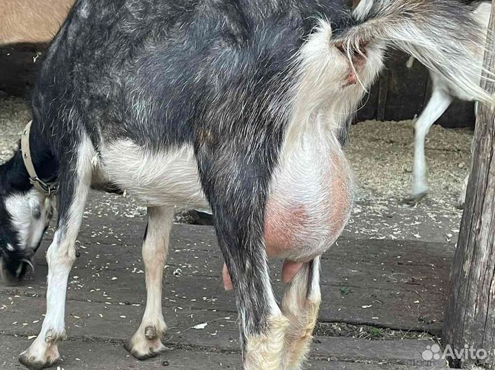 Молодые Козы :Зааненские, Альпийские