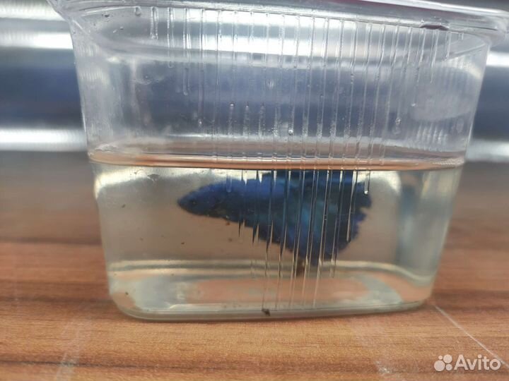 Рыбка петушок супердельта