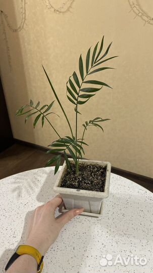 Комнатные растения цветы