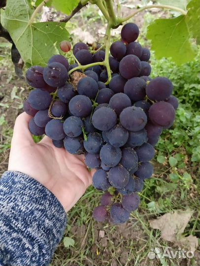 Черенки винограда