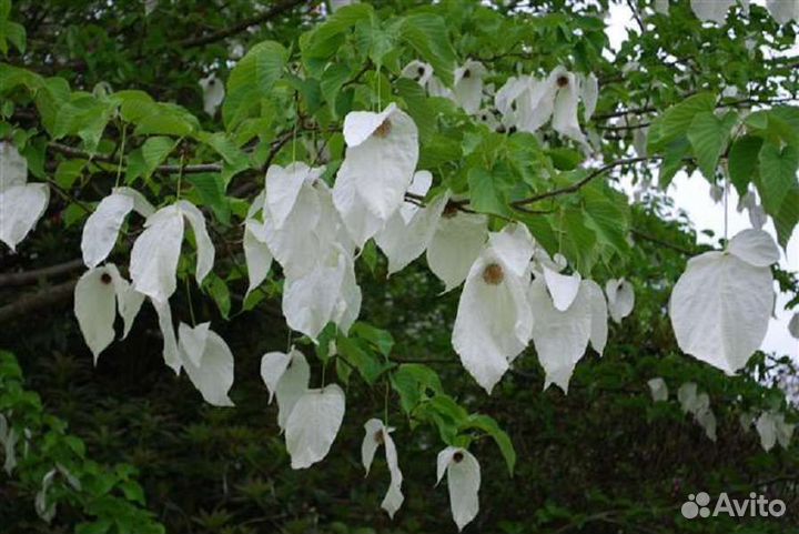 Давидия (лат. Davidia involucrata)