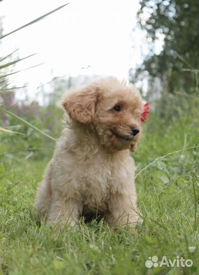 Мальтипу f1 мини