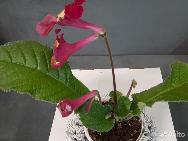 Стрептокарпусы