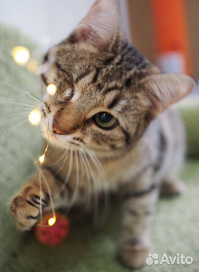 Кошка бесплатно