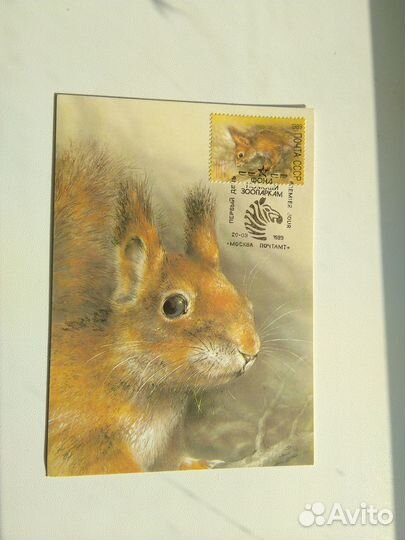 Картмаксимумы