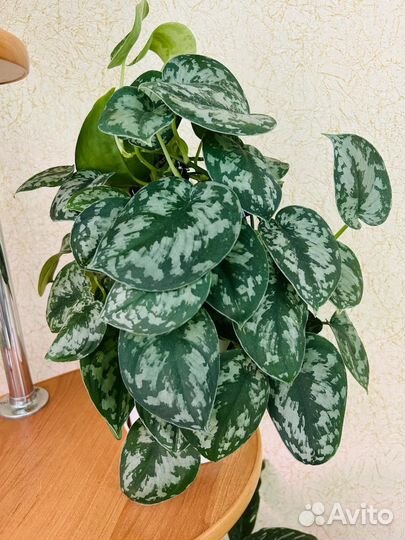 Комнатные растения цветы