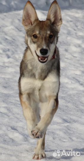 Собака 8 месяцев