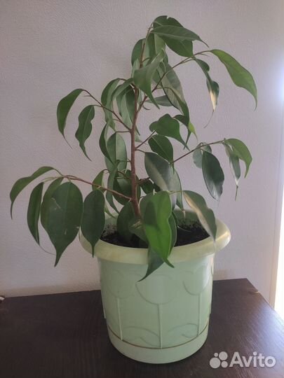 Фикус бенджамина