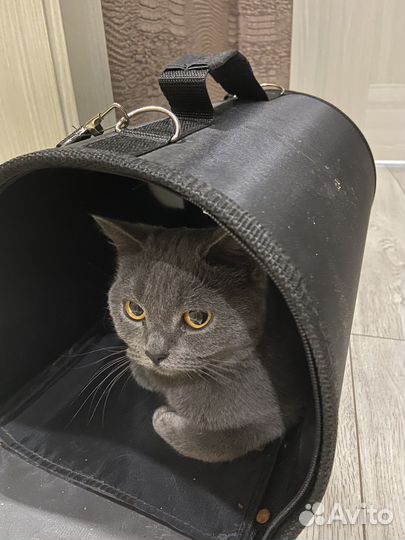Британская кошка бесплатно