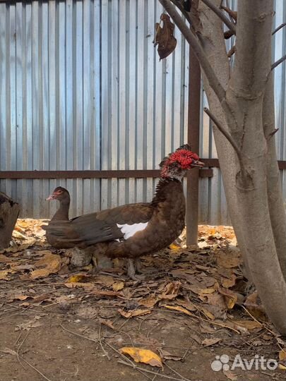 Утки Красный Бык