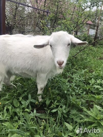 Коза зааненская