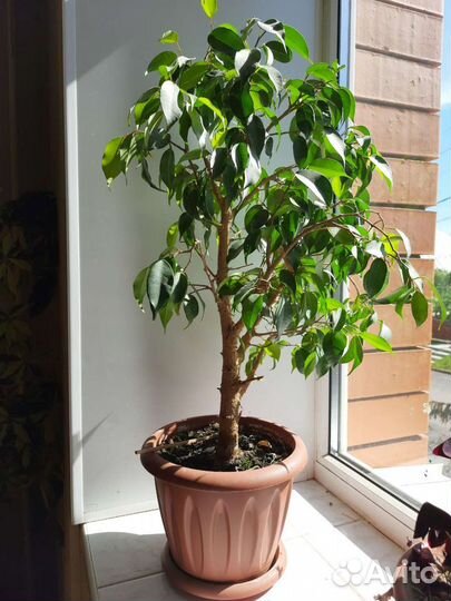 Фикус бенджамина