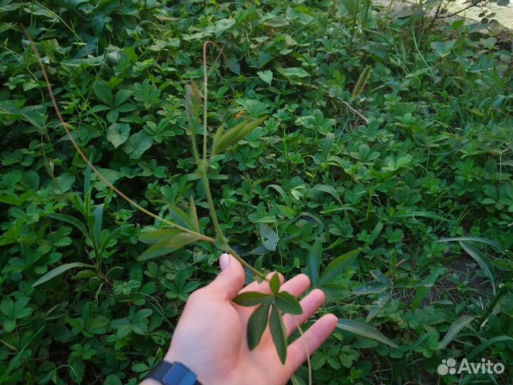 Пассифлора (маракуйя)